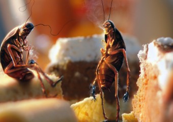 Возможно самые неприятные, но интересные факты о тараканах