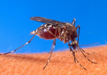 Почему комары выбирают именно вас? 10 факторов выбора жертвы