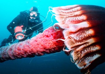 7 самых опасных медуз в подводном мире