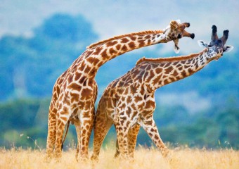 10 удивительных фактов о жирафах
