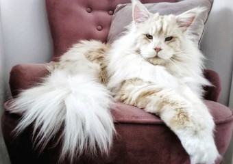 Величественный кот, покоривший  Instagram