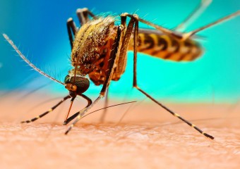Из-за чего чешутся комариные укусы