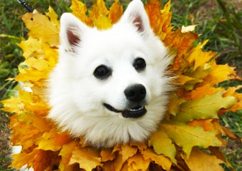 Озорные собаки в осенней листве