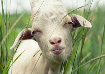 Смешные фото животных на фермах и в деревнях