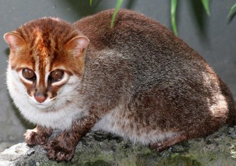 Рідкісних суматранських котів вперше за 30 років помітили в Таїланді