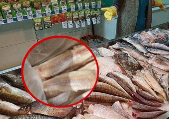 Ця риба – справжня отрута! Її досі продають в магазинах