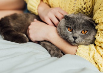Чому кіт не любить бути на руках: ветеринари назвали причини