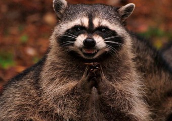 П’яний єнот розгромив магазин і заснув в туалеті (фото)