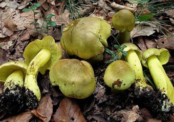 Перед Різдвом чоловік пішов по гриби та здивував знахідками