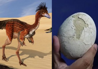 Сенсація в науці: знайдене яйце динозавра віком 70 мільйонів років (фото)