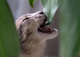 Чому коти їдять рослини: нове наукове пояснення