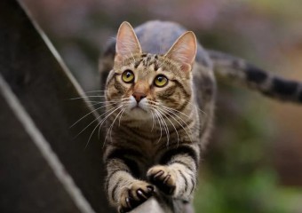 Які котячі сигнали не варто ігнорувати: попереджають про небезпеку