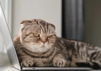 Як вибачитися перед кішкою і повернути її довіру: поради експертів