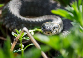 Незвичні «туалетні звички» змій і птахів: чому вони не мочаться, як люди