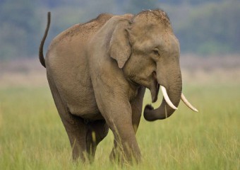 10 істот, які можуть убити слона: навіть гіганти не завжди в безпеці