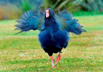 Птах, якого вважали втраченим назавжди, повернувся: як так сталося