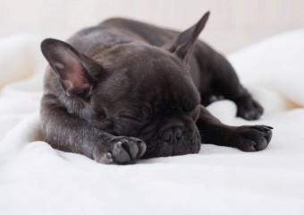 Породи собак, які люблять багато спати