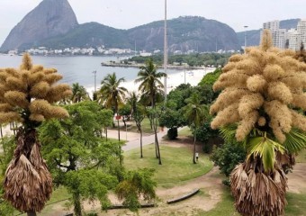 У Бразилії розквітли пальми, що цвітуть лише раз на 80 років (фото)