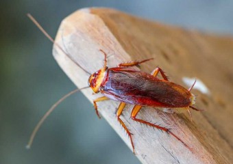 Практикують канібалізм? Що відомо про незвичну поведінку тарганів