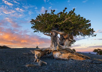 Через необачність молодого вченого світ втратив найстаріше дерево
