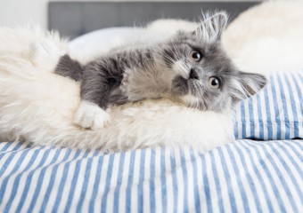 Чому кішка любить спати на людині