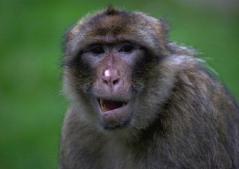 Воїни Стародавнього Риму заводили собі макак, які були їм за дітей