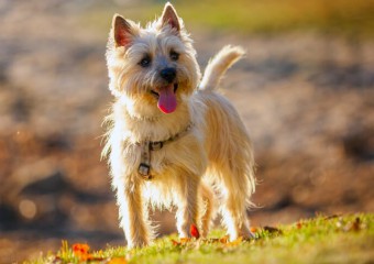 Породи собак, які здатні прогнати мишей і захистити дім від шкідників