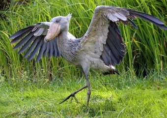 Туристів налякав птах, схожий на істоту з “Парку юрського періоду”