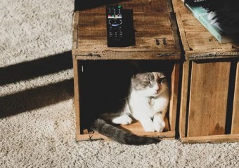 Що категорично заборонено давати котові: наслідки можуть бути страшними