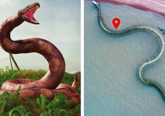 Довша за автобус: вчені нагадали, яка змія стала найбільшою в історії