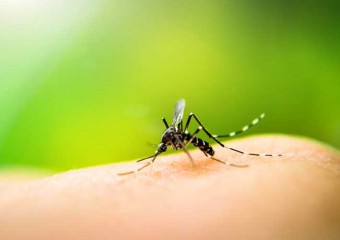 Комарі відстежують людей складніше за GPS