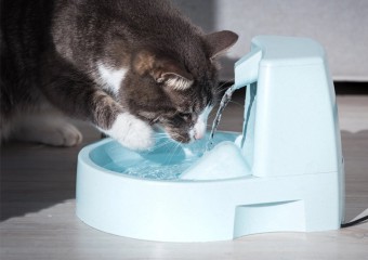 Чому кіт перевертає миску з водою: 5 причин