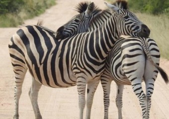 Чому люди не їздять на зебрах, як на конях