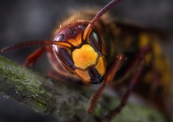 Жахлива трагедія на курорті: батько і син загинули від нападу шершнів