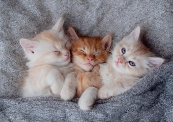 Чи впізнає кішка своє кошеня після розлуки