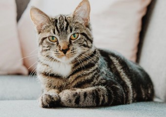 Будете здивовані: як довго кішки пам’ятають своїх господарів