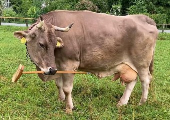 Домашня корова з Австрії здивувала вчених своїм інтелектом