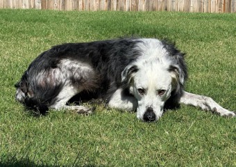Чорний собака став повністю білим через хворобу: фото