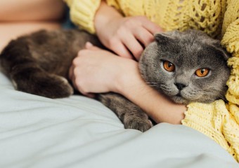 Чоловік 10 років має платити аліменти на котів: яка сума утримання хвостатих