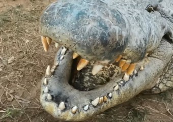 Найстаріший крокодил у світі: який вигляд має Генрі