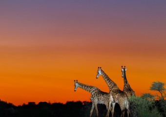 Африка тріщить по швах: зафіксовано народження нового океану