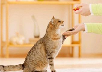 Популярний овоч може вбити: що в жодному разі не можна давати їсти котам