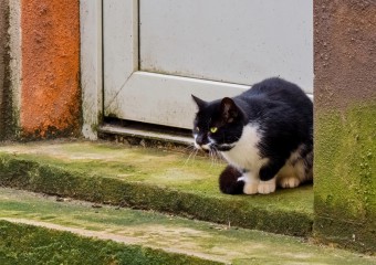 Кішку забули на вулиці: ось, як “помстилася” ображена тварина