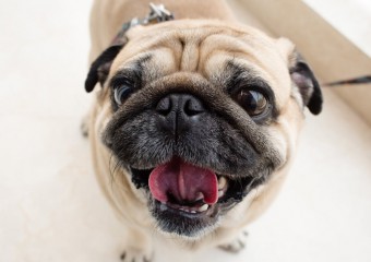 Чи можна собакам виноград