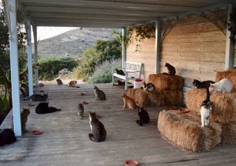 Грецький острів потребує доглядача за котами: нададуть житло та харчування