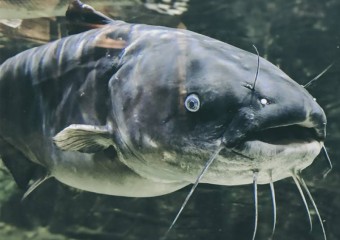 Рибаки спіймали рекордного сома завдовжки майже три метри (фото)
