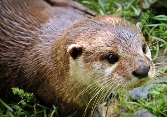 У Малайзії видри ледь не загризли дівчину просто в парку