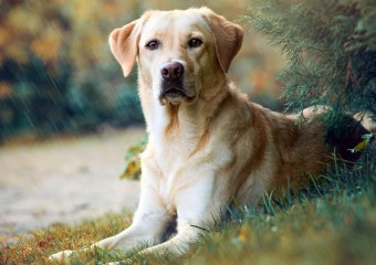 У салоні переплутали собак та віддали жінці чужого лабрадора: вона не помітила