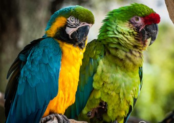 Зниклий папуга раптово повернувся додому і заговорив іноземною мовою