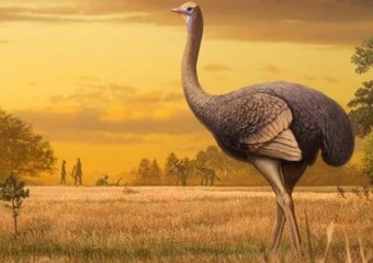 Вимирання гіганта: як людство знищило найбільшого птаха